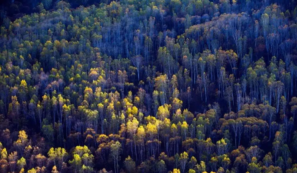 北斗森林智能巡查解决方案